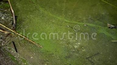 富营养化，环境问题.. 蓝绿藻铜绿微囊藻的大量发育